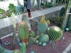 Real Jardin Botanico de Madrid - 1 Succulents 1