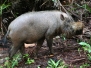 Nature in Sarawak, Malaysia: Primates & Other Mammals