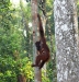 Nature in Sarawak, Malaysia - Primates - 1a IMG_0058