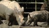 Singapore Zoo      20181208_0411