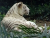 Singapore Zoo       20181208_0390