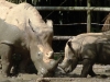 Singapore Zoo      20181208_0411