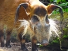 Singapore Zoo    20181208_0413