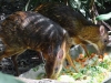 Singapore Zoo     20181208_0422