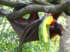 Singapore Zoo      20181208_0424