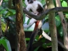 Singapore Zoo     20181208_0806