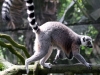 Singapore Zoo      20181208_0851