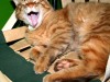 Kitty_3943-1