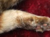 Kittys-Banding3277