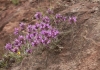 beni-snassen-flowers-2-copy