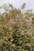 beni-snassen-flowers-5-copy_0