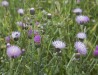 beni-snassen-flowers-8-copy