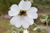 beni-snassen-flowers-9-copy
