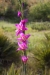bulb-plants-2-copy