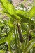 bulb-plants-3-copy